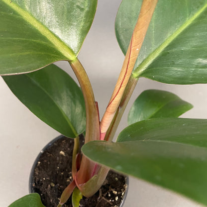 Philodendron 'Red Congo'