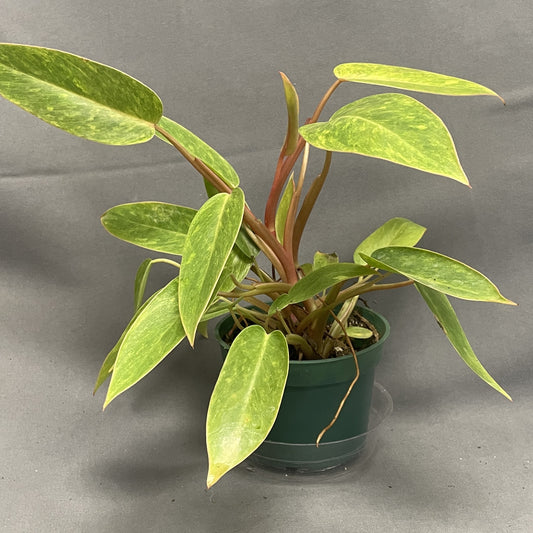 Philodendron Painted Lady 4" Pot