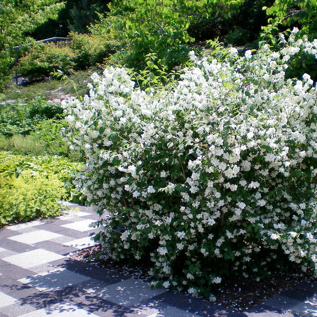Mockorange 'Blizzard'