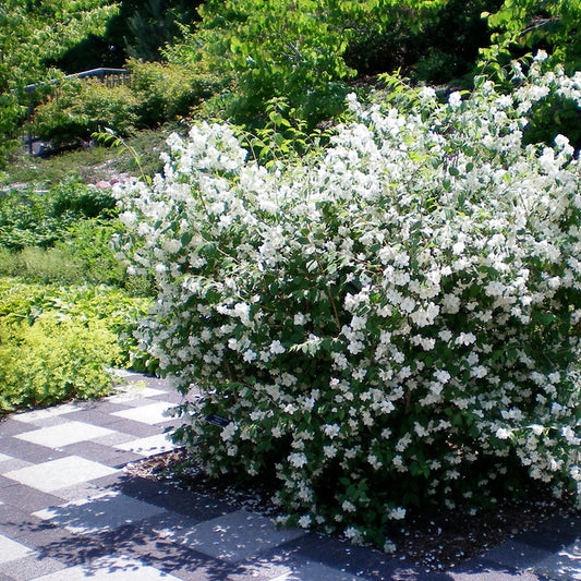 Mockorange 'Blizzard'