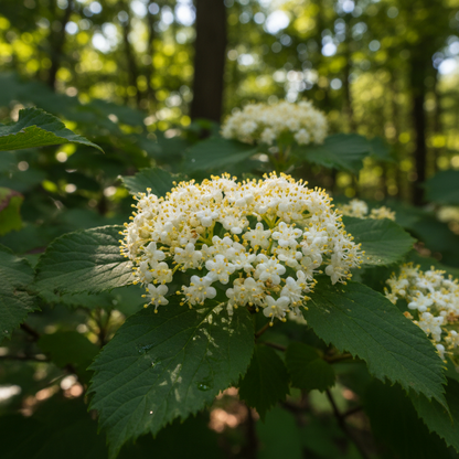 Maritime Arboretum Seed Nannyberry