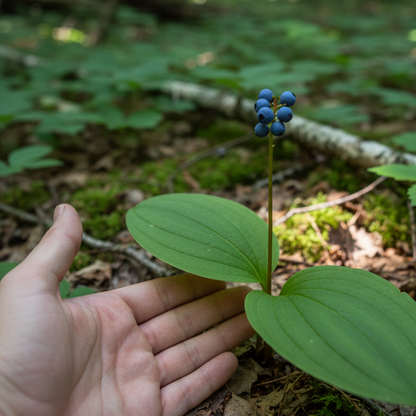 Maritime Arboretum Seed Bluebead Lily