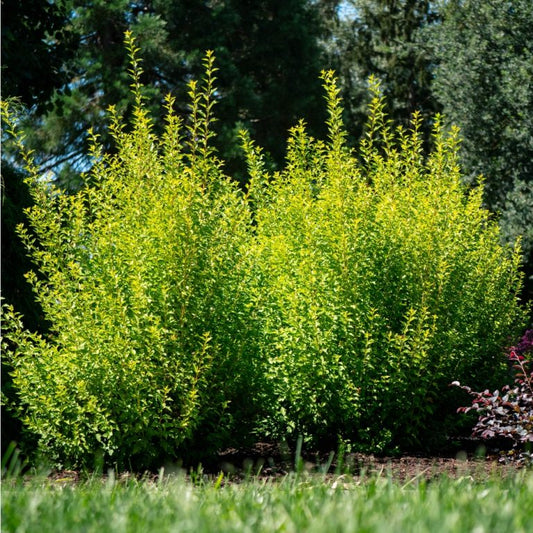 Ninebark 'Cougar Cub™'