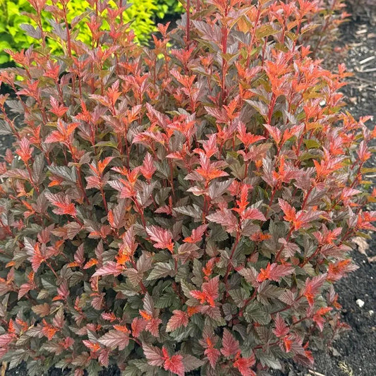 Ninebark 'Sweet Cherry Tea™'