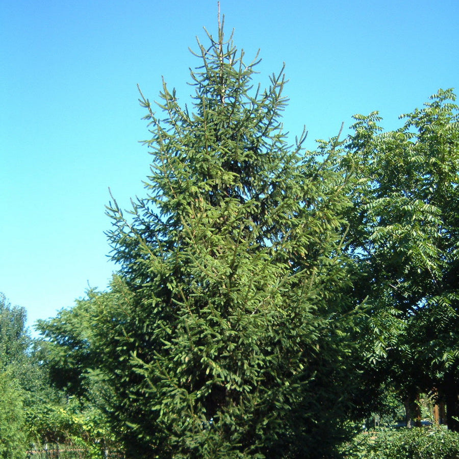 Spruce 'Norway'