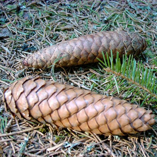 Spruce 'Norway'