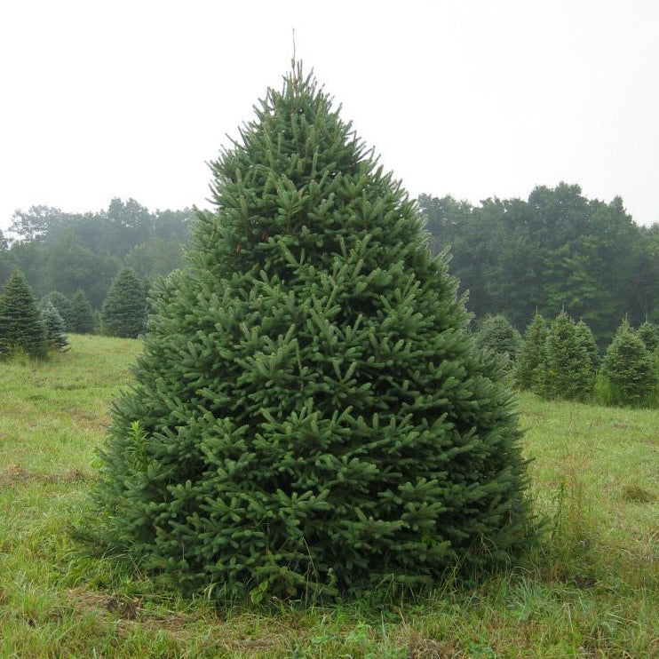 White Spruce