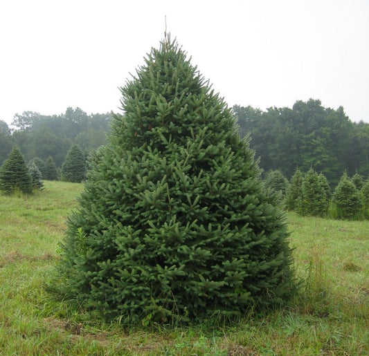 Spruce 'White'