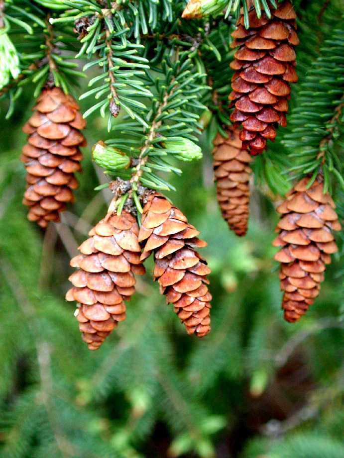 Fruit Profile