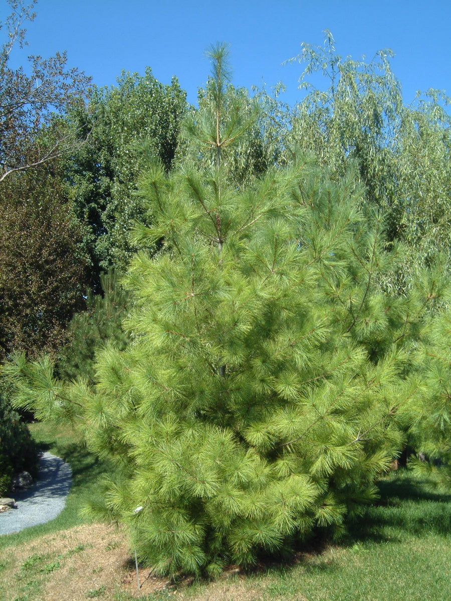 Pine 'Eastern White'