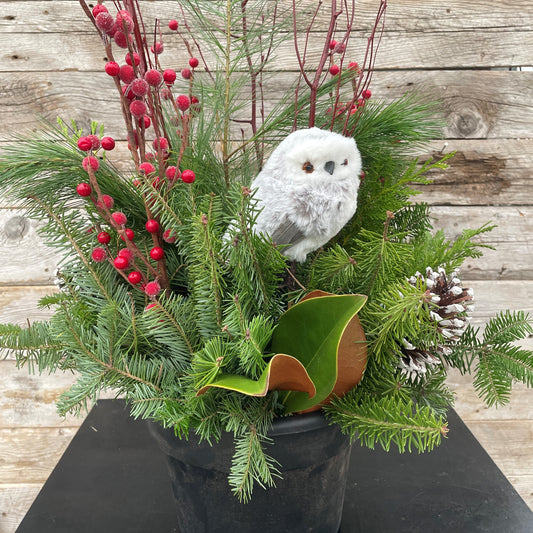 Christmas Planter w/Owl 10" Pot