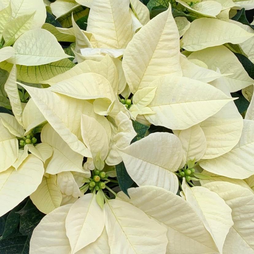 Poinsettia/Princettia