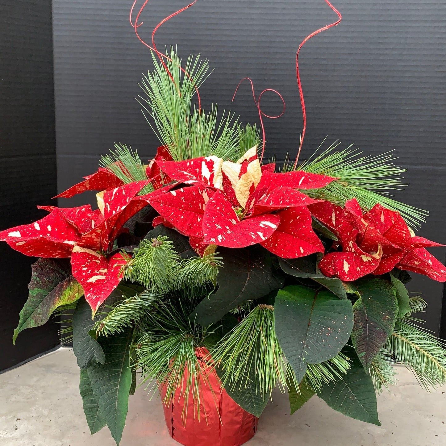 Poinsettia/Princettia