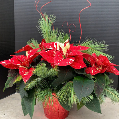 Poinsettia/Princettia