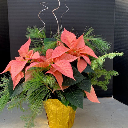 Poinsettia/Princettia