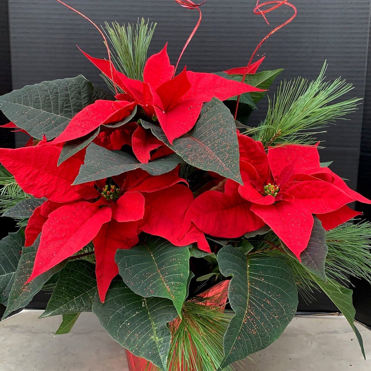 Poinsettia/Princettia