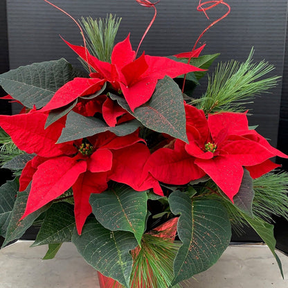 Poinsettia/Princettia