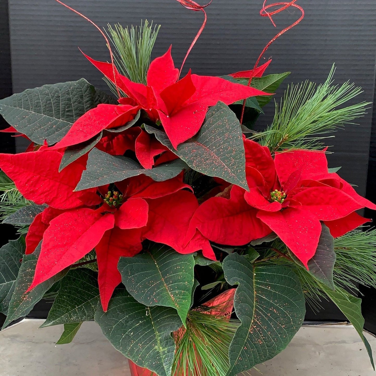 Poinsettia/Princettia