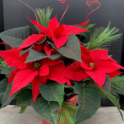 Poinsettia/Princettia