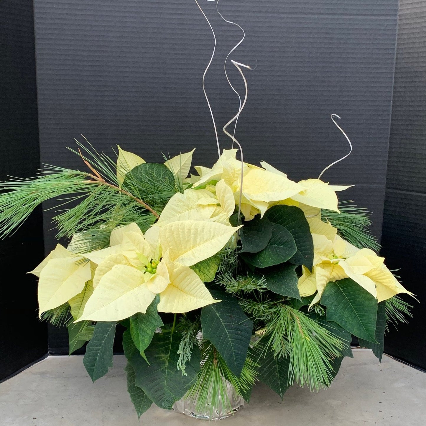 Poinsettia/Princettia