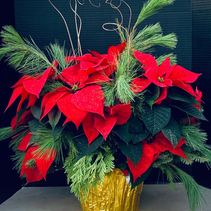Poinsettia/Princettia