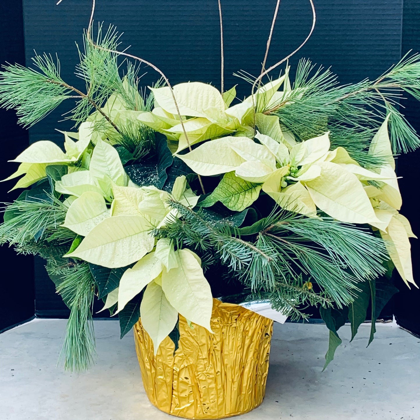 Poinsettia/Princettia