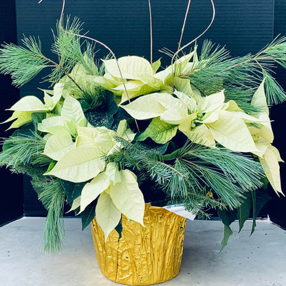 Poinsettia/Princettia