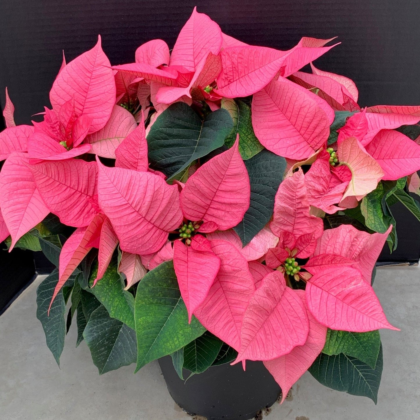 Poinsettia/Princettia