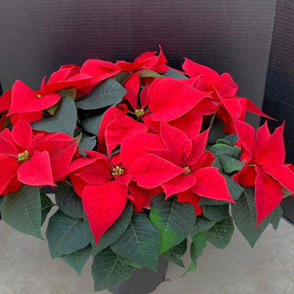 Poinsettia/Princettia