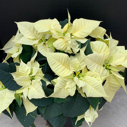 Poinsettia/Princettia