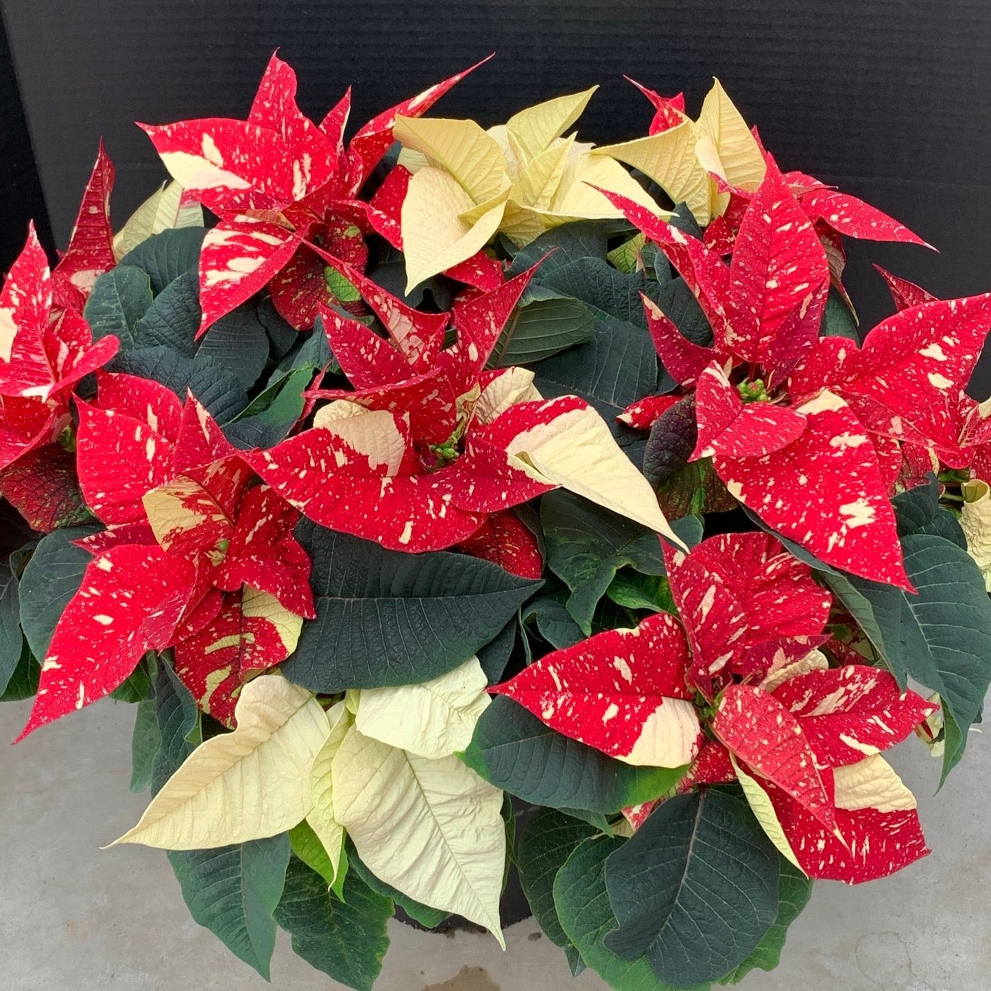 Poinsettia/Princettia