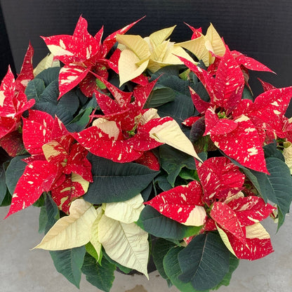 Poinsettia/Princettia