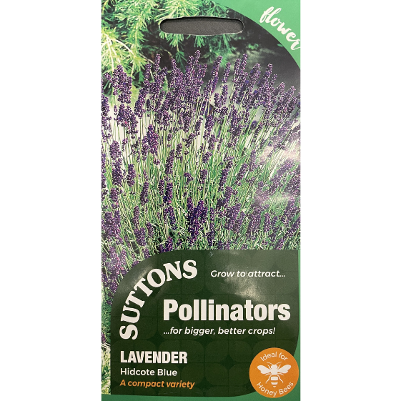 Suttons Seed Pollinators Lavender Hidcote Blue