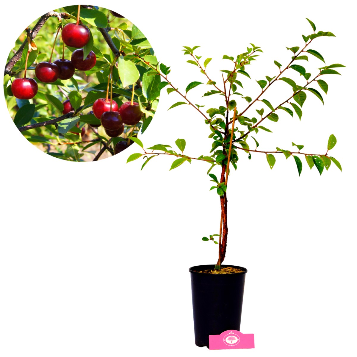 Cherry 'Porthos'