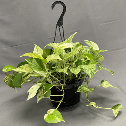 Pothos 'Marble Queen'