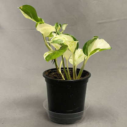 Pothos 'Manjula'
