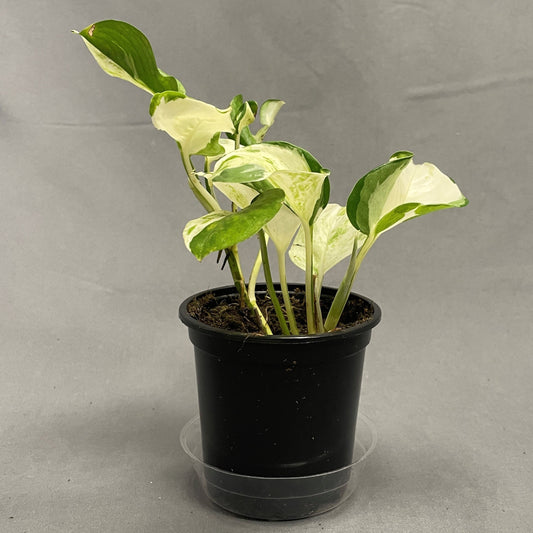 Pothos Manjula 4" Pot