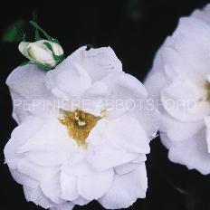 Rose 'Blanc Double de Coubert'