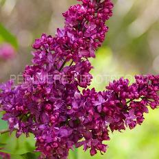 Lilac ‘Charles Joly’