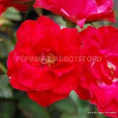 Rose 'Red Ribbons™'