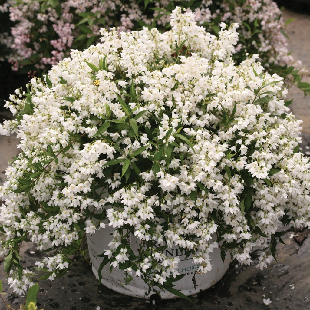 Deutzia 'Yuki Snowflake'