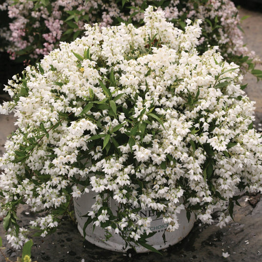Deutzia 'Yuki Snowflake'