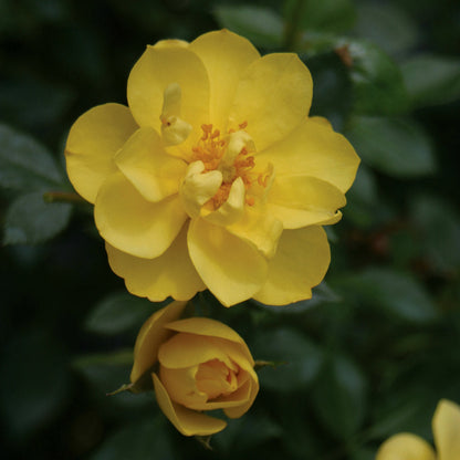 Rose 'Oso Easy Lemon Zest®'