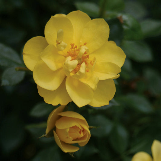 Rose 'Oso Easy Lemon Zest®'