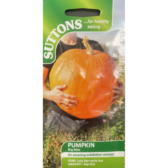 Suttons Seed Pumpkin Big Max