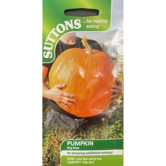 Suttons Seed Pumpkin Big Max