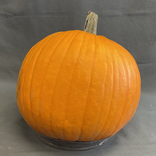 Fresh Pumpkin for Jack O'Lanterns
