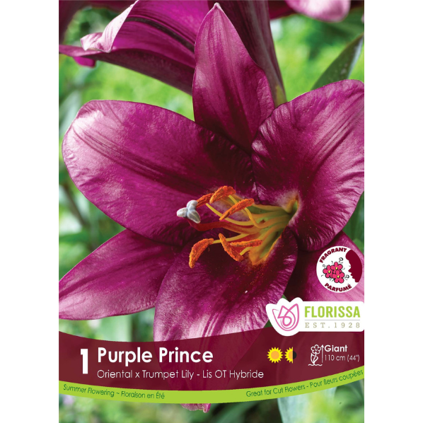Lily Hybrid Purple Prince 1/pkg