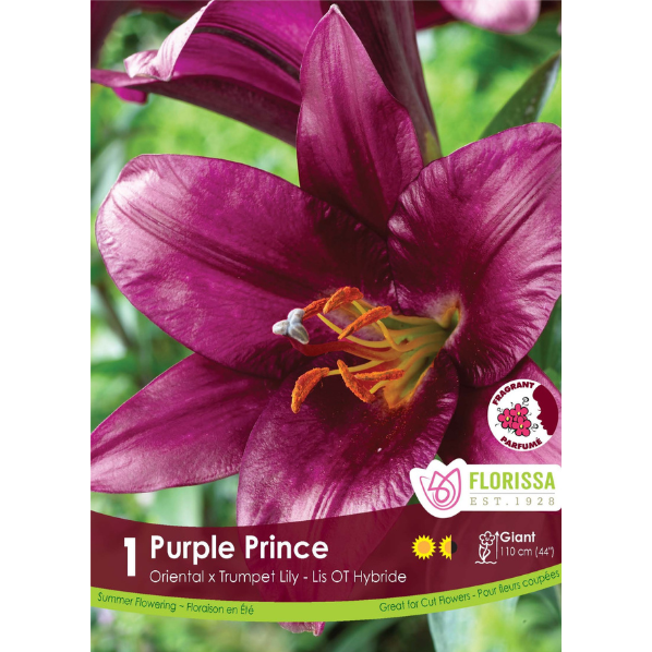 Bulbs Lily Hybrid Purple Prince 1/Pkg.