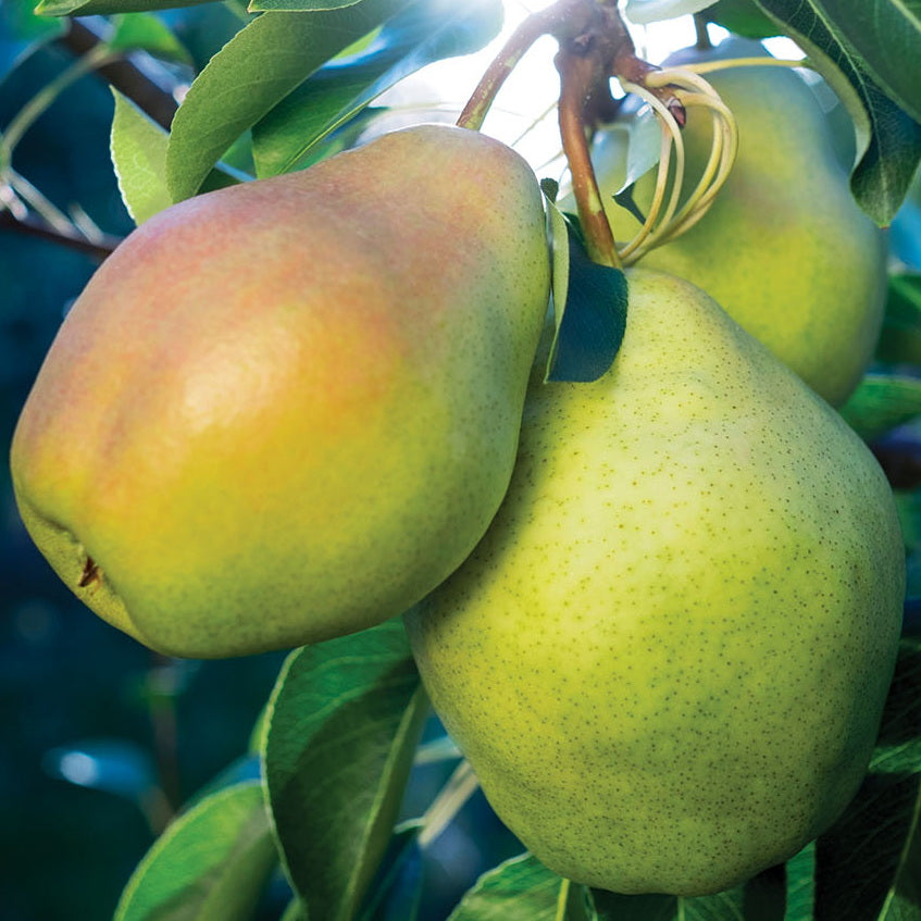 Fruit Profile
